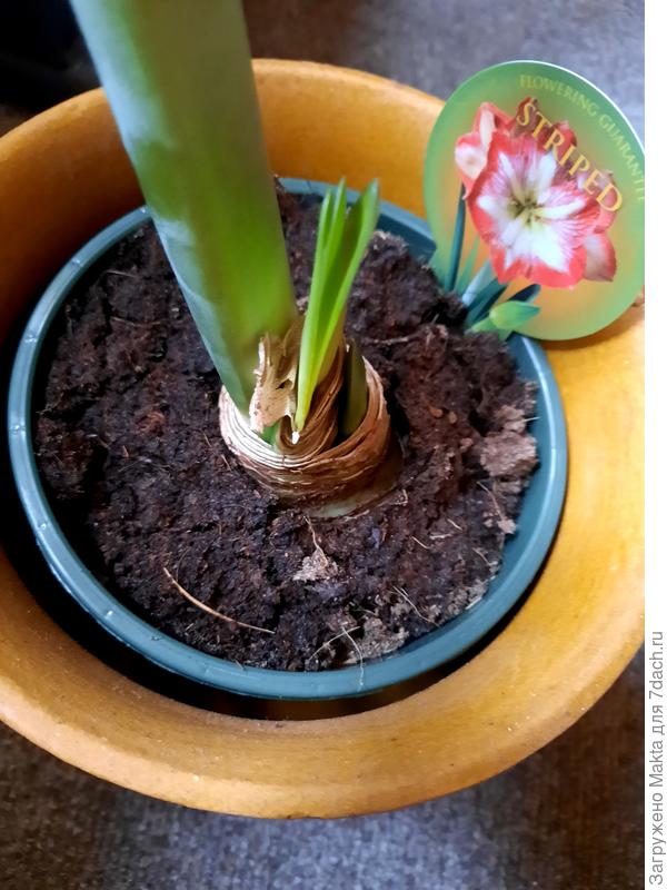 Луковица с листьями. Это и ввело в заблуждение