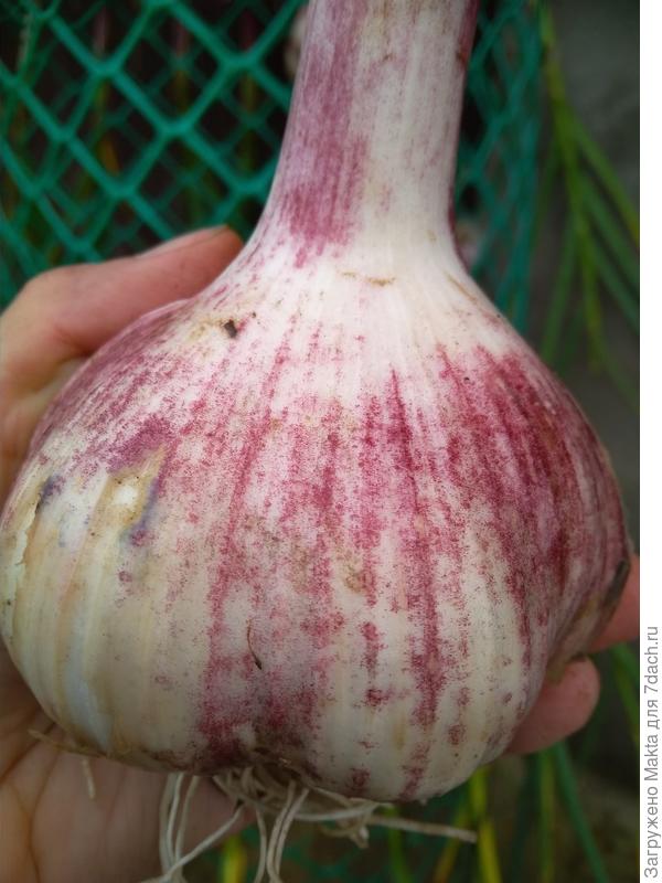 А это уже уборка урожая 15 августа 2018.