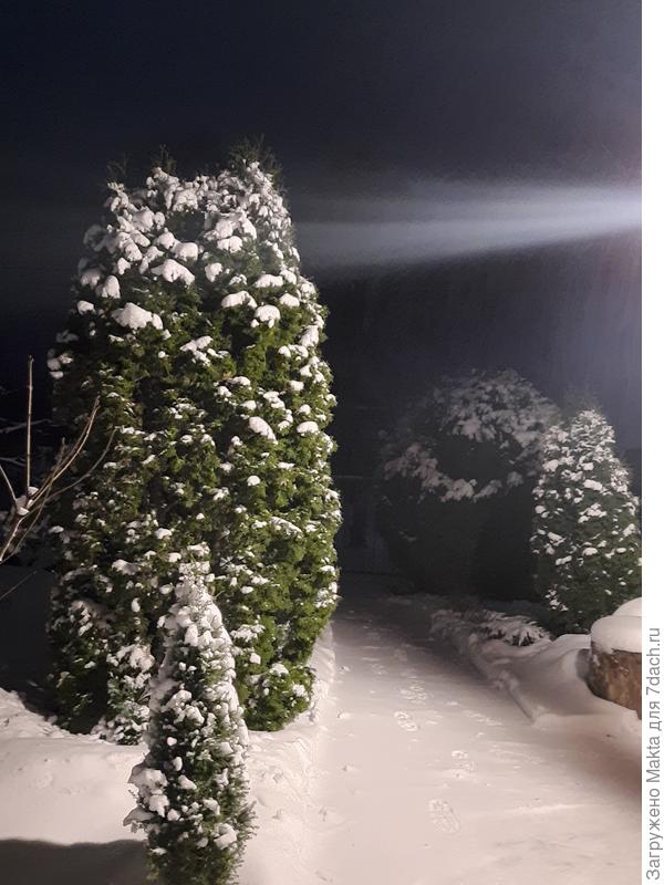 Туи Смарагд, Вудварди и Фастигиата. И можжевельник Арнольд