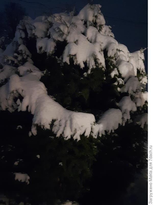 "Ожерелье" из снега на туе