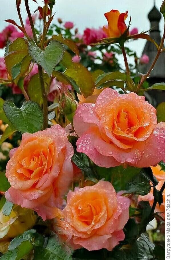 Поздравляю!