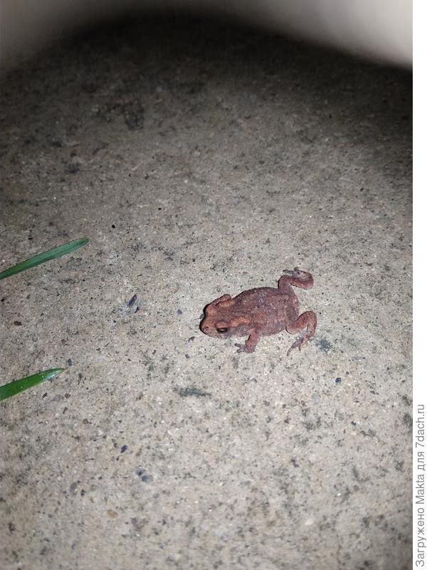 Фото для настроения:) В августе бывает нашествие жабят, 1,5 см размер, пройти без фонаря - лишить жизни