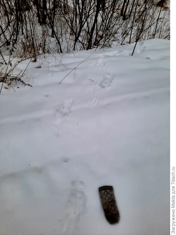 Кабан прошёл недавно