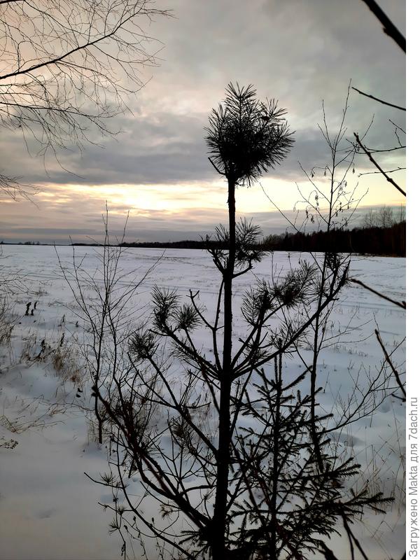 Так лоси обкусывают сосны, это делают только взрослые лоси после 3-х лет. Горечь им нужна, т.к.у них нет желчного пузыря.