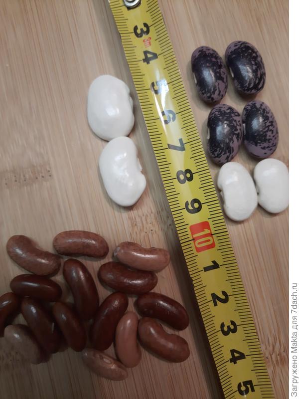 Белая крупная слева - не знаю ??? Подарок от Светланы З. из Брянска, пока она тоже не сажала. Коричневая - вьющаяся из Абхазии, из года в год она такая.