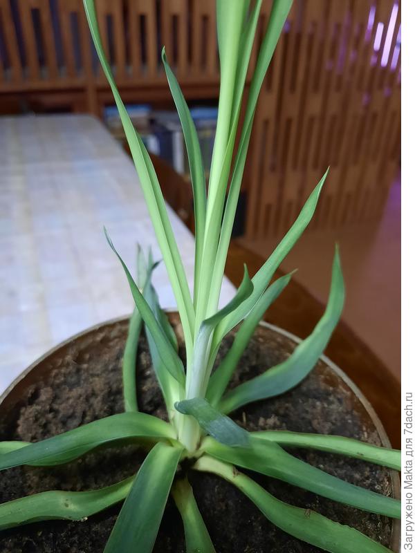 Высота 28 см.