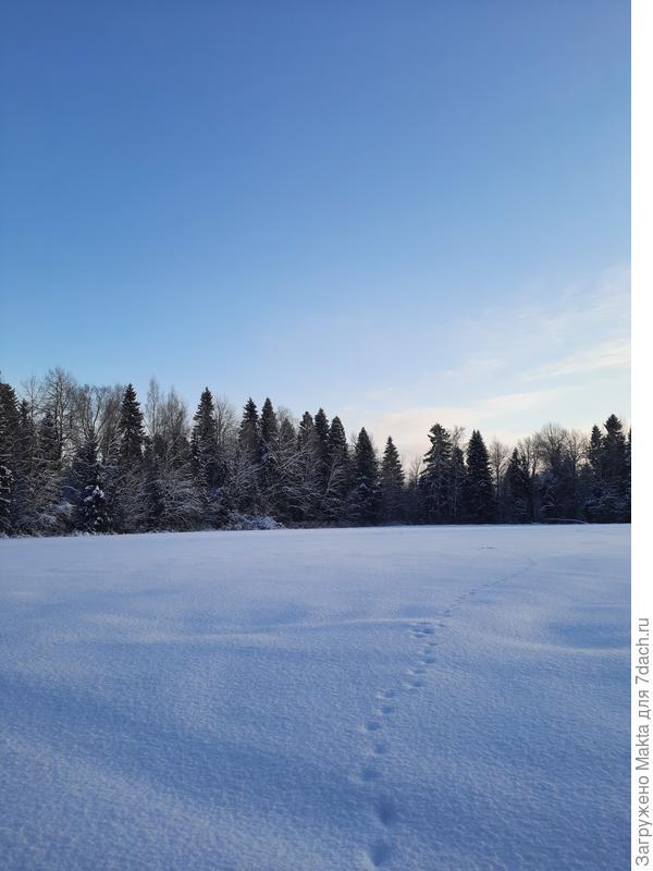 Лисьи следы, а река за деревьями внизу