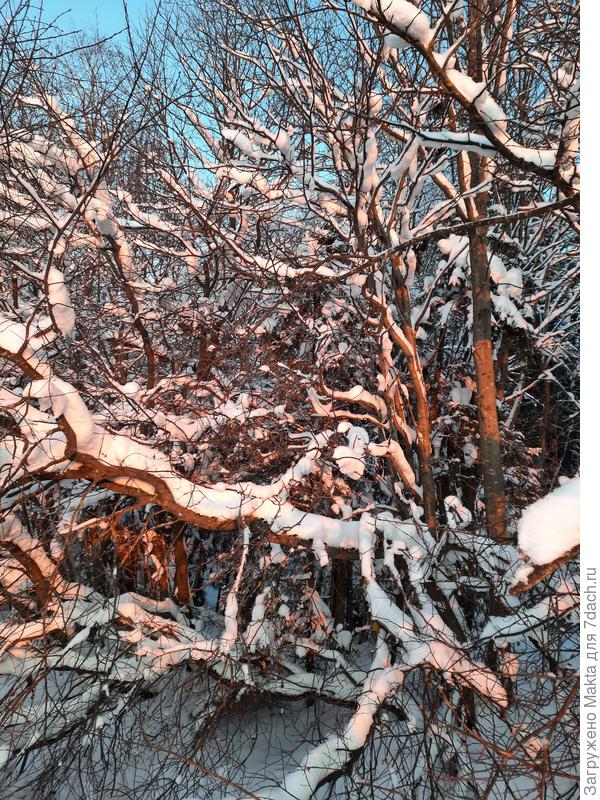 Всегда останавливаюсь у этих зарослей ивы. А в темноте смотрятся волшебно