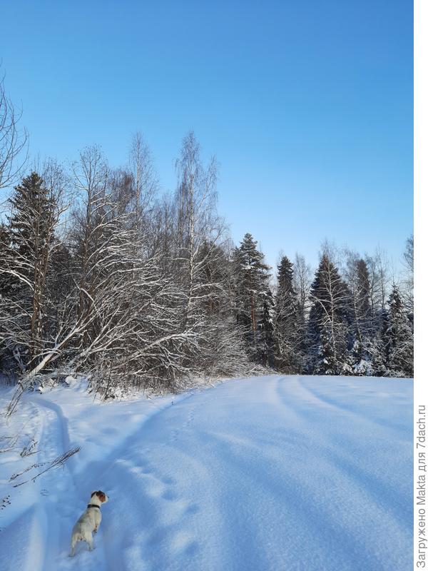 Хорошо, что рыбаки на снегоходе проехали, по следу можно пройти, не проваливаясь