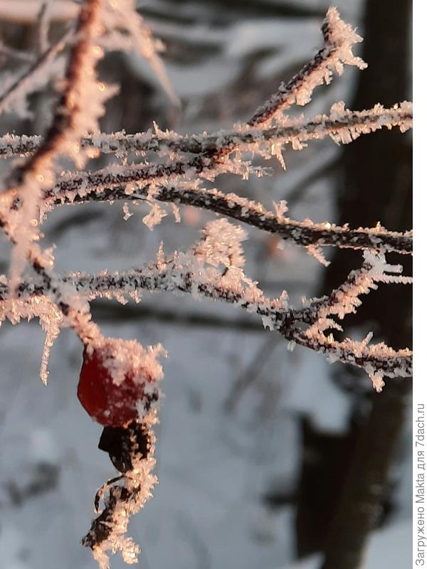 Лесной шиповник