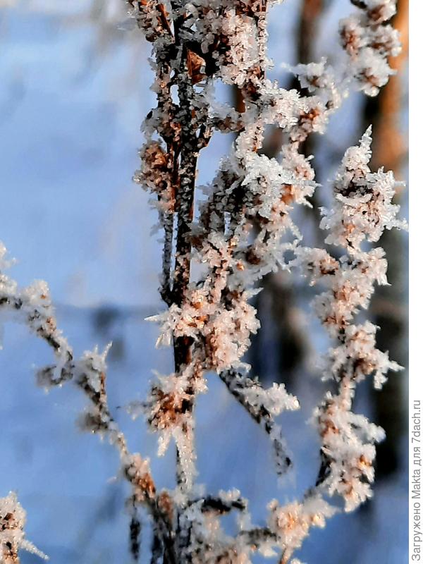 Придорожная лебеда