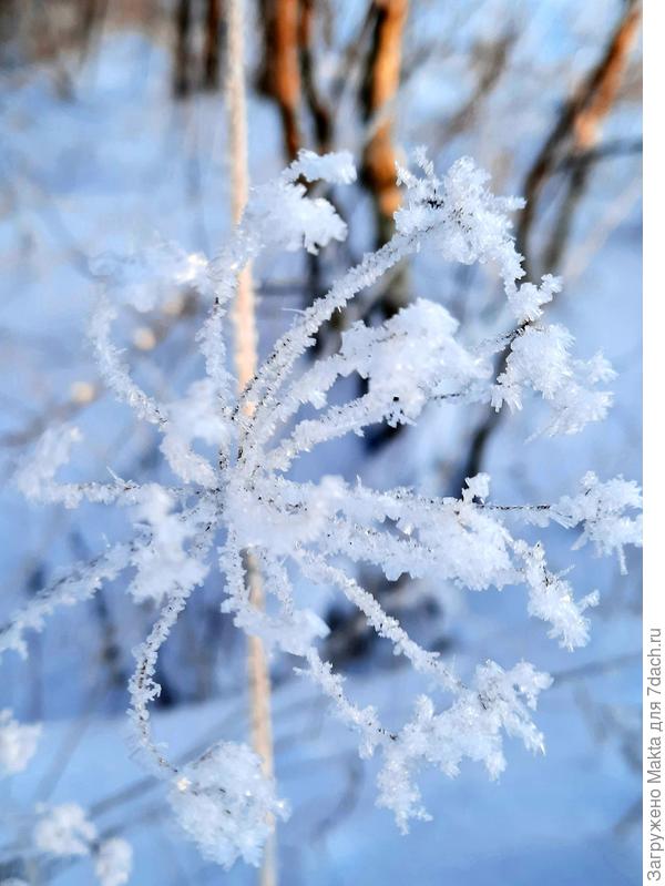Не узнать - что-то из зонтичных