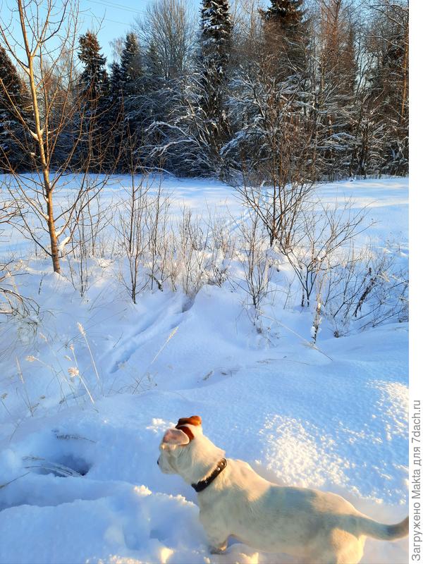 Каждому свое: мне - изморозь, Стешке - следы лося