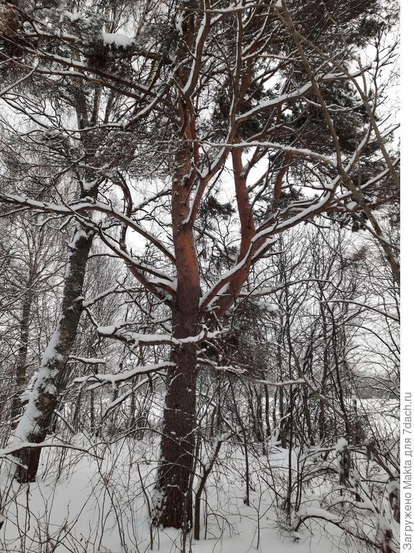 Одинокая сосна - "азбука" для тех, кто формирует сосны на участке