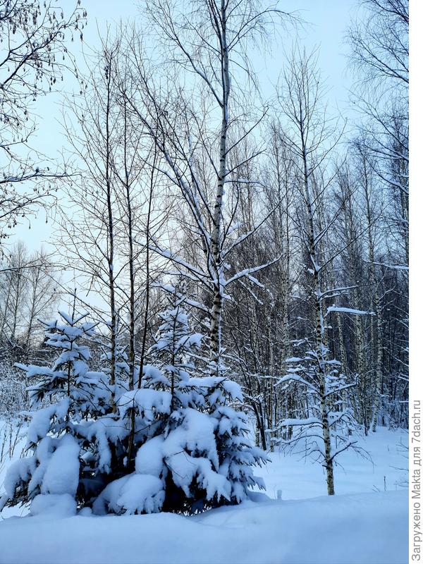 Ели на обочине