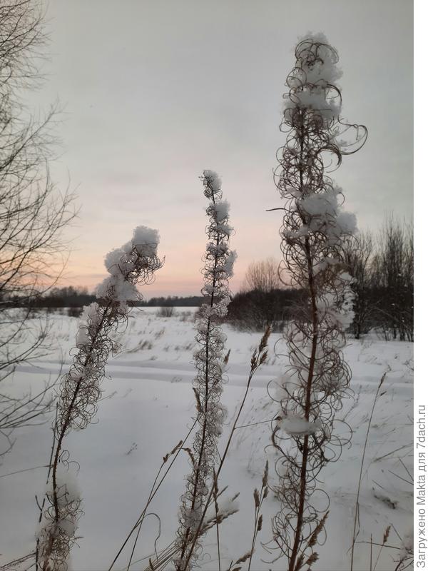 Иван-чай зимой