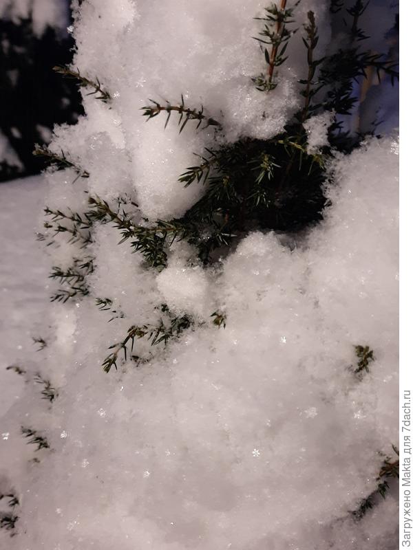 Можжевельник Арнольд в "шубке"