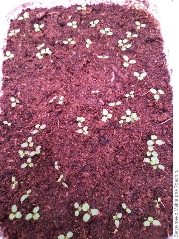 7.02. Белая душа. Ещё не подсыпала грунт, ждала всех всходов