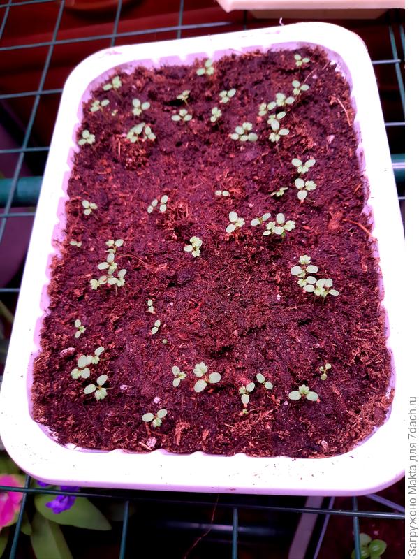 Остаётся ждать 3-х листьев, пересаживать можно по мере роста, а не одновременно.