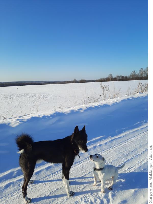 Встретились с &quot;соседом&quot;, его отпускают иногда:) И гуляли вместе