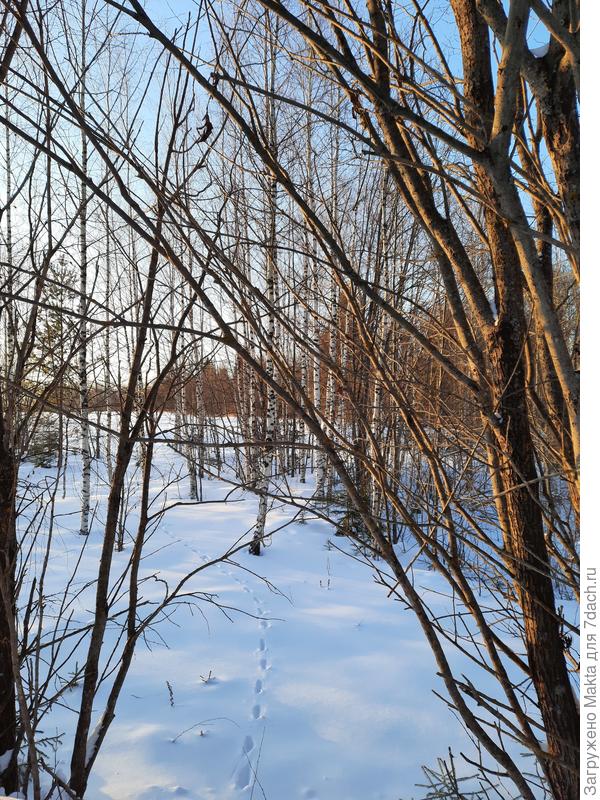 Лиса идёт всегда &quot;след в след&quot;