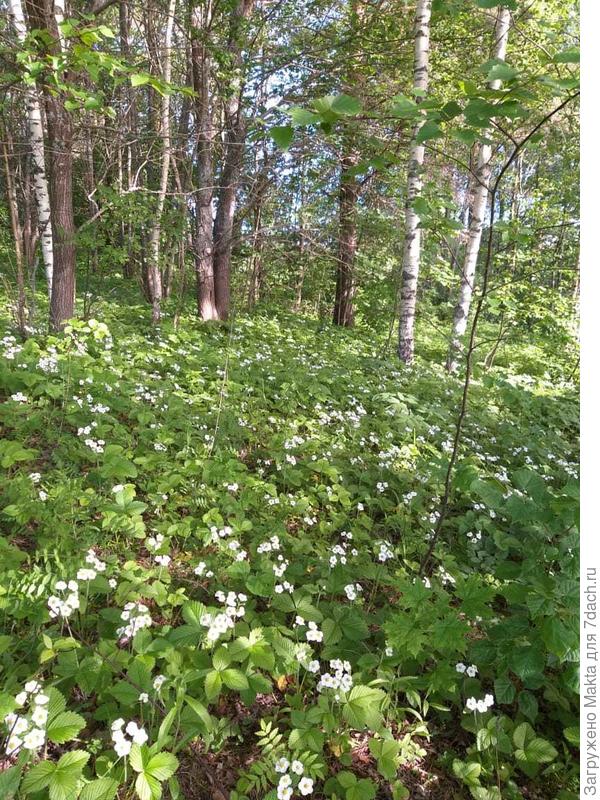 Вот такая &amp;quot;жмурка&amp;quot; цветет у нас за участком в лесу и на заброшенных огородах возле нежилых домов.участках