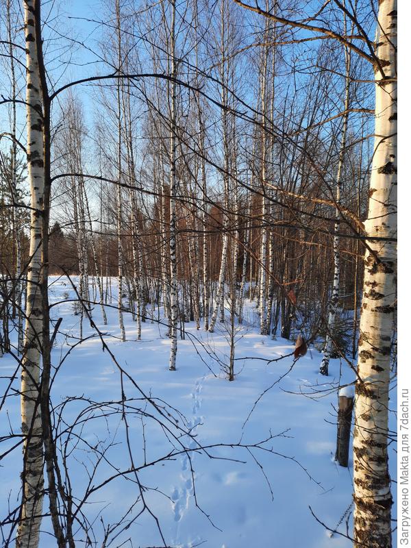 Заячьи следы тут же