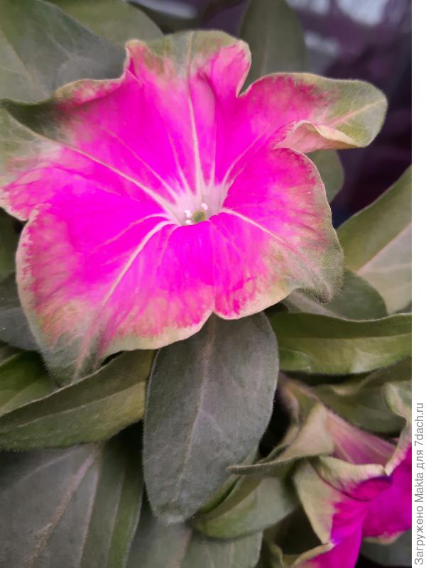 Крейзитуния из черенка цветет дома, на одной оборвала цветы, на другой оставила посмотреть, какого цвета будут.