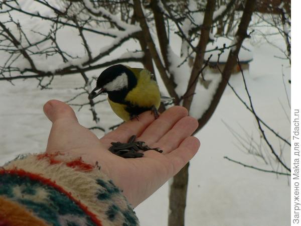 Есть 4 самых смелых синицы.