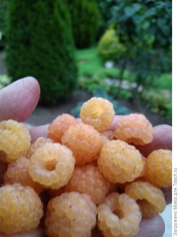 Это её ягоды, более персикового оттенка - это самые спелые, без кислоты, желтые тоже спелые