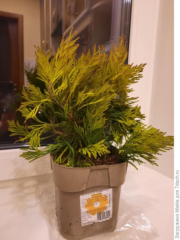 Форевер Голд из Венгрии. Саженец для весны 2021г.