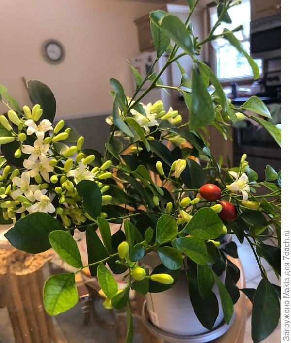 Та самая &quot;малявка&quot;