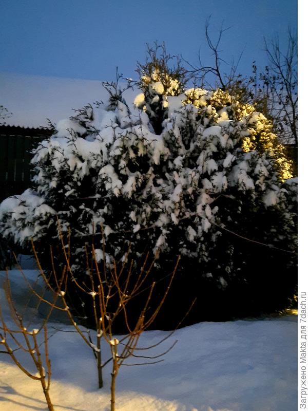 Складчатая Корник. Ширина её 3 м, высота более 2 м, январь2021, побеги связаны