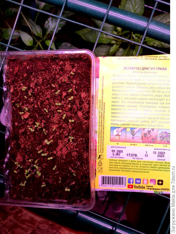 Эстрагон Драгун-трава. Третий день всходам.