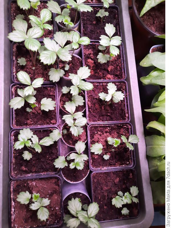 Рем.земляника даст ягоды в июне. В середине распикированная рассада, она была самая слабая. Объем стаканчика - 100мл