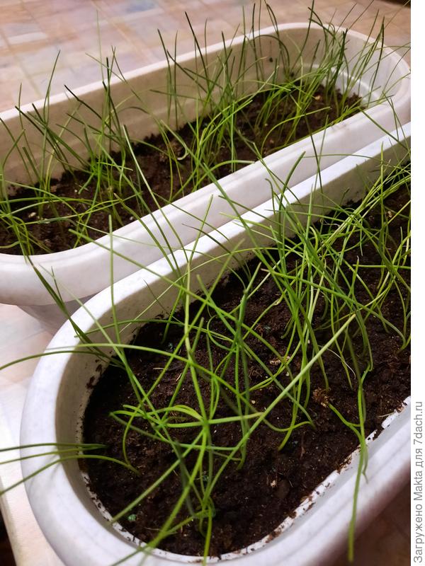 Это моя "радость", я уезжала, муж ухаживал за Русским размером и Эксебишн. В прошлом году погубил 440 всходов, залил от души. В этом году хилые, но живы:))) Исправлю! Посеяла ещё.