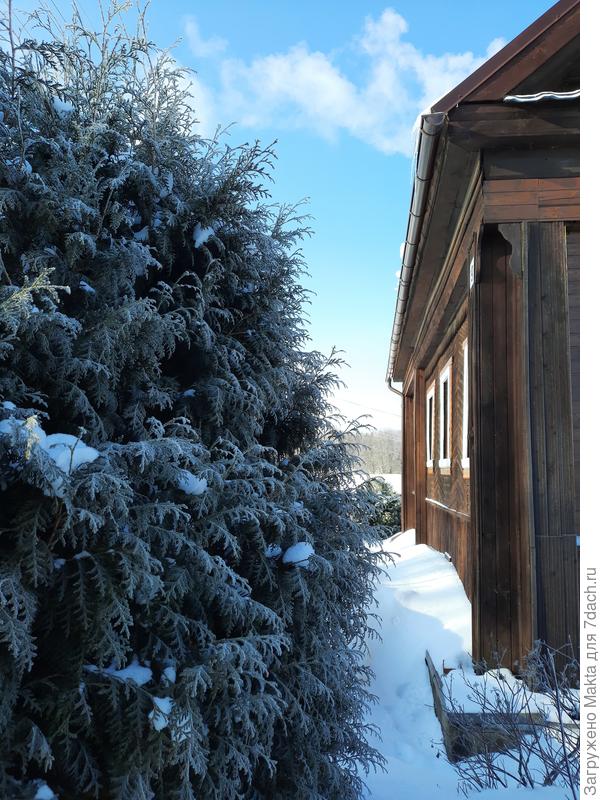 Туя Вудварди "поседела" и сжала хвою от мороза