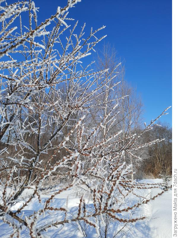 Та самая изморозь, про которую писала Юля из Углича. На мужской облепихе сейчас особенно видны почки-шишечки.