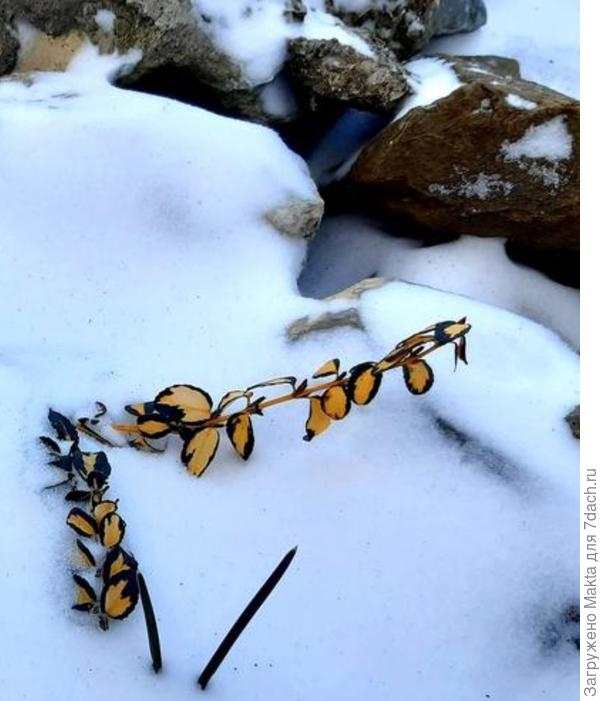 Наташа, что за растение? Барбарис??