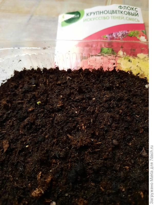 Флокс крупноцветковый - трое суток