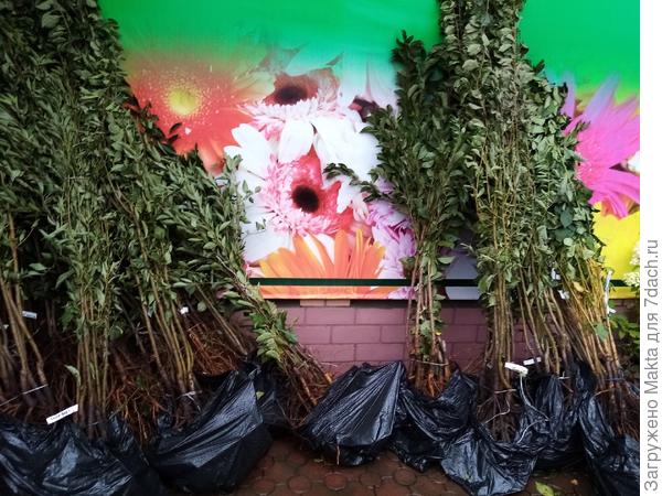 В таком виде были саженцы в начале октября на площадке у магазина.