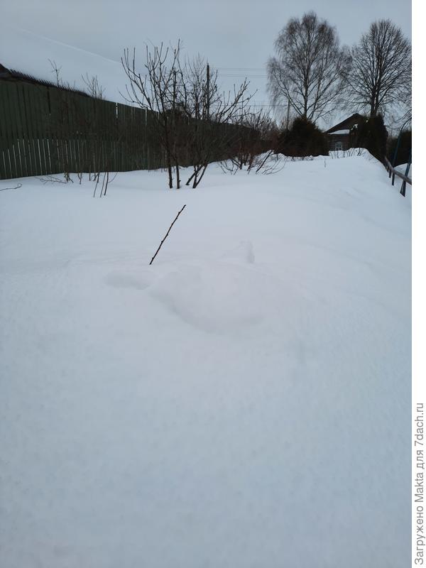 Прутик от одного саженца сегодня, чуть выше и левее - другой