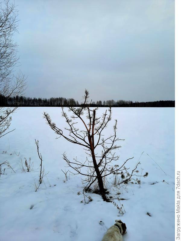 Лось обкусал сосенку-инвалидку, которую я прищипывала летом. Жестоко покусал, даже зубы по коре прошлись, при увеличении видно.