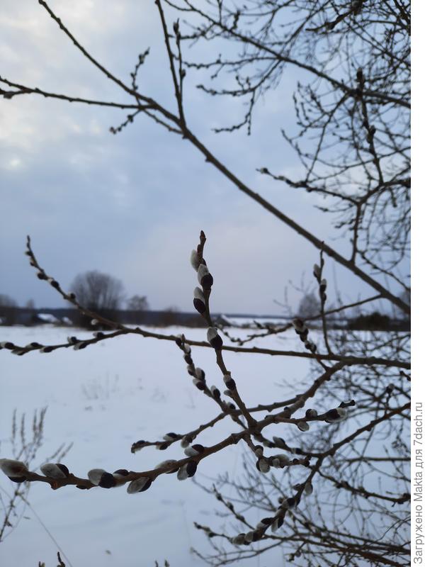 Нашла у дороги один куст ивы с лопнувшими почками. Рядом такие же кусты со спящими. Странно!