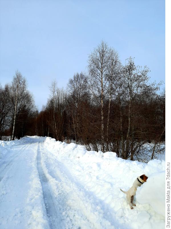 Дорога в лес