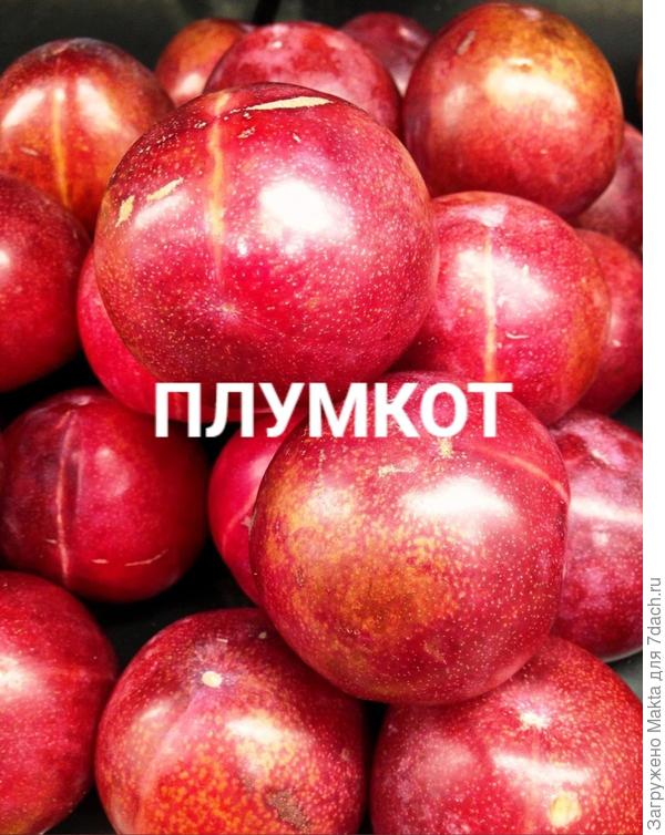 Фото плодов Плумкота