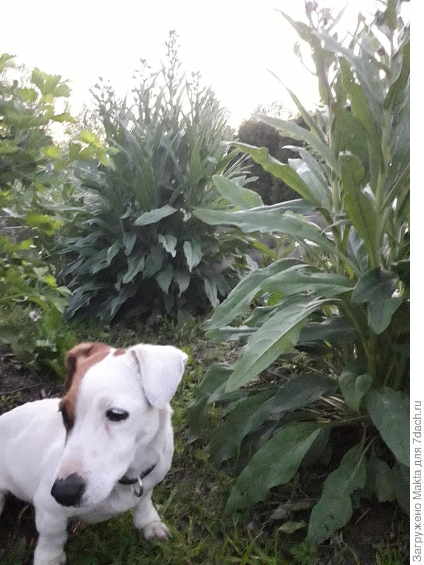 4 июня 2020, до 20-ти побегов бывает