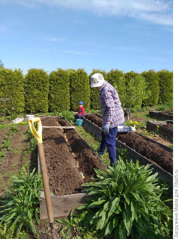 Вот такая розетка. Сажаем картофель