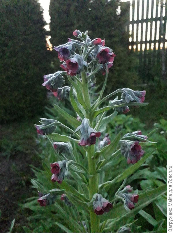 Начало цветения