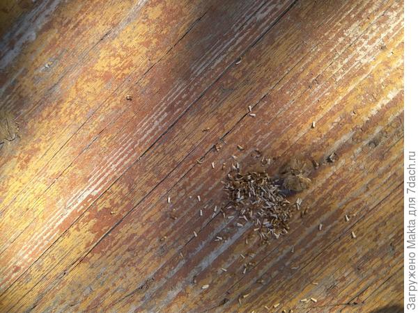 Семена отличаются от новых сортов